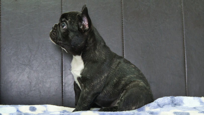フレンチブルドッグ子犬の写真No.202604101左側面6月9日現在