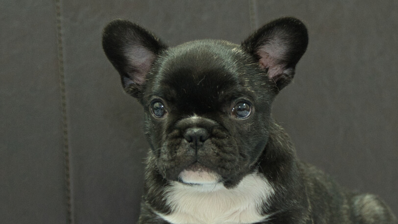 フレンチブルドッグ子犬の写真No.202604101正面6月9日現在