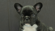 フレンチブルドッグ子犬の写真No.202604101正面6月9日現在