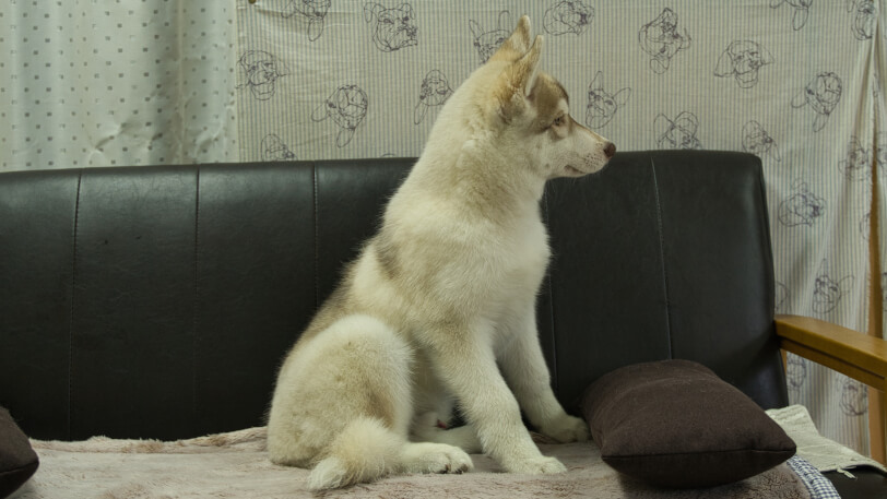 シベリアンハスキー子犬の写真No.202602163右側面6月3日現在