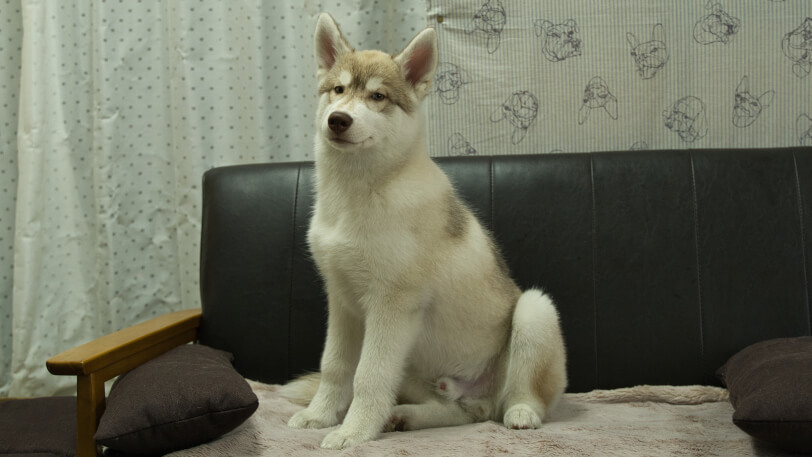 シベリアンハスキー子犬の写真No.202602163-4 6月3日現在