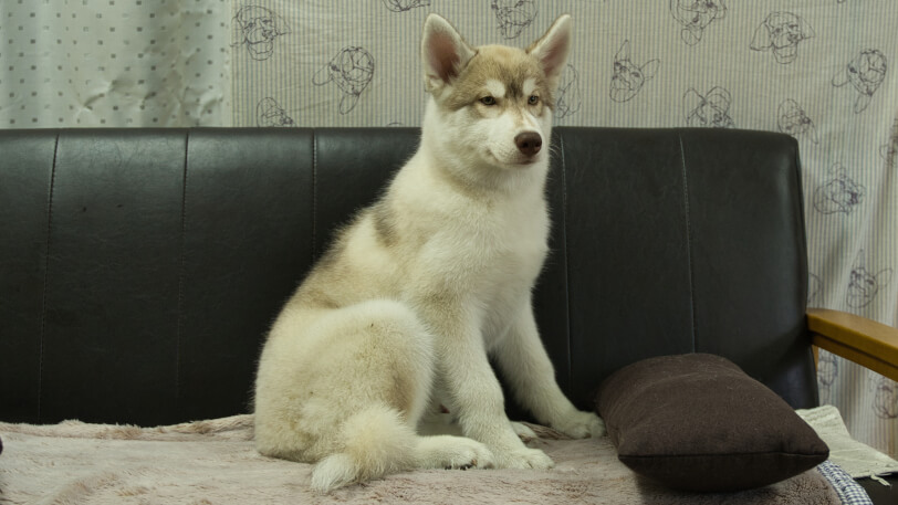 シベリアンハスキー子犬の写真No.202602163-5 6月3日現在