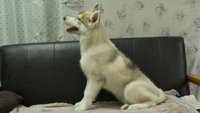 シベリアンハスキー子犬の写真No.202602163左側面6月3日現在