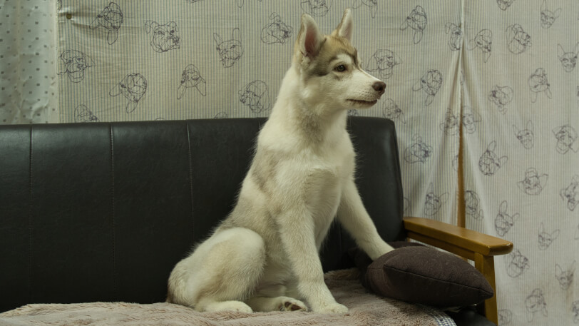 シベリアンハスキー子犬の写真No.202602164右側面6月3日現在