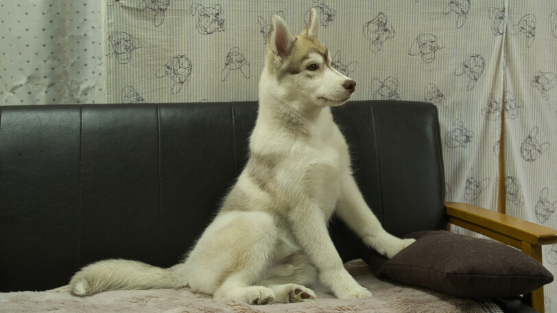 シベリアンハスキー子犬の写真No.202602164-5 6月3日現在