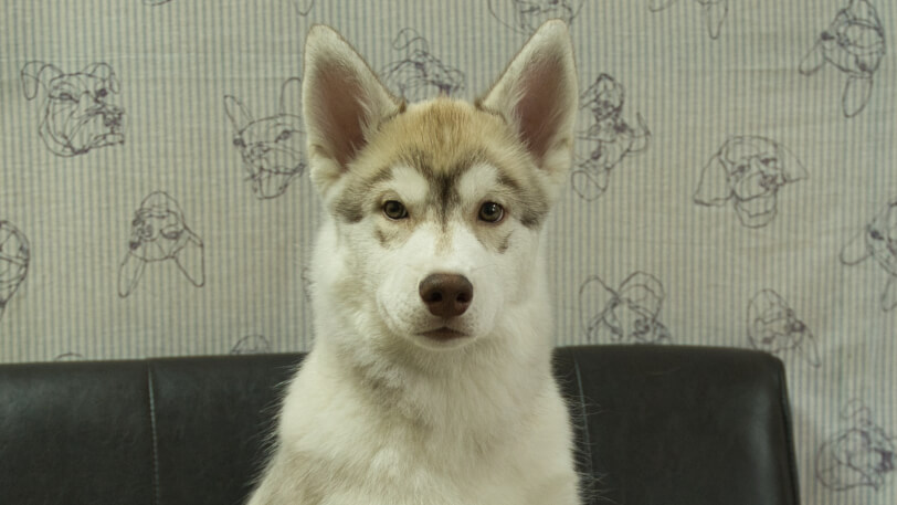 シベリアンハスキー子犬の写真No.202602164正面6月3日現在