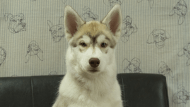 シベリアンハスキー子犬の写真No.202602164正面6月3日現在