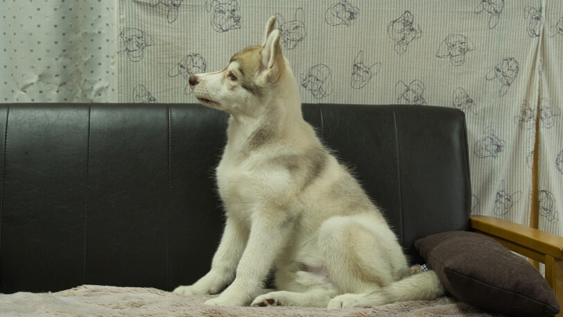 シベリアンハスキー子犬の写真No.202602164左側面6月3日現在