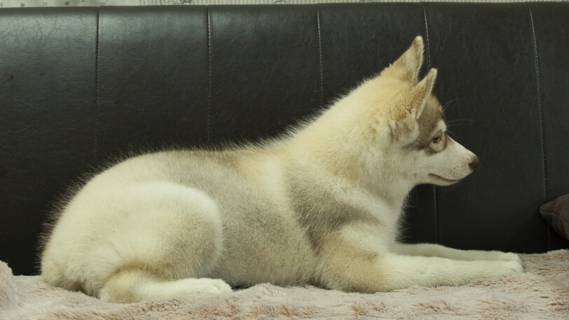 シベリアンハスキー子犬の写真No.202602166右側面6月3日現在