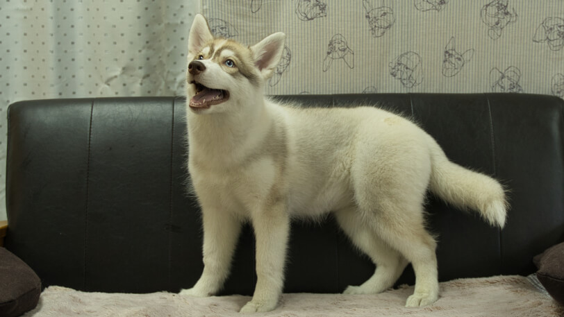 シベリアンハスキー子犬の写真No.202602166-4 6月3日現在