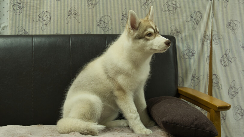 シベリアンハスキー子犬の写真No.202602166-5 6月3日現在