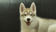 シベリアンハスキー子犬の写真No.202602166正面6月3日現在