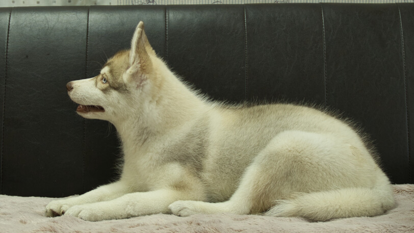 シベリアンハスキー子犬の写真No.202602166左側面6月3日現在