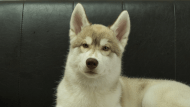 シベリアンハスキー子犬の写真No.202602163正面6月3日現在