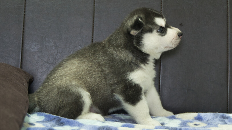 シベリアンハスキー子犬の写真No.202605171右側面6月9日現在