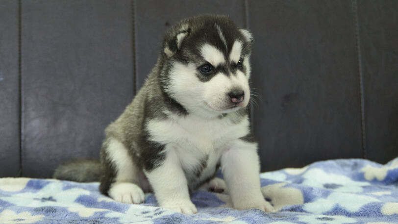 シベリアンハスキー子犬の写真No.202605171-5 6月9日現在
