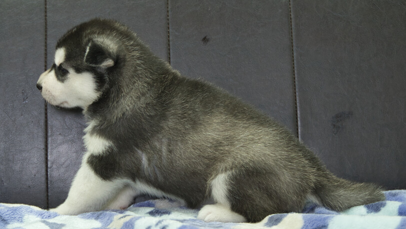 シベリアンハスキー子犬の写真No.202605171左側面6月9日現在