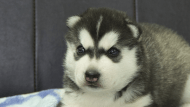 シベリアンハスキー子犬の写真No.202605171正面6月9日現在