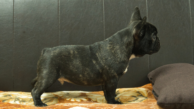 フレンチブルドッグ子犬の写真No.202604101右側面7月5日現在