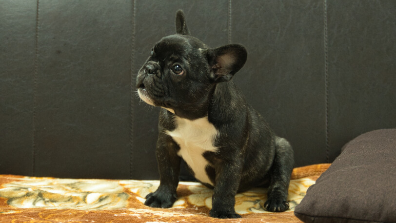 フレンチブルドッグ子犬の写真No.202604101-4 7月5日現在