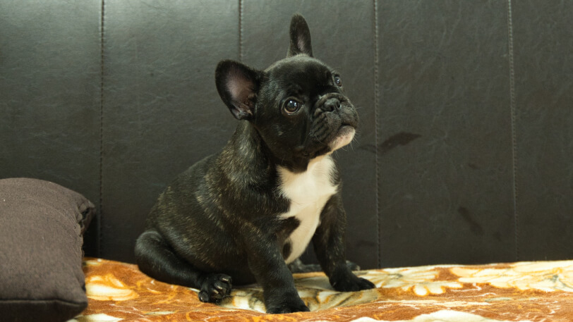 フレンチブルドッグ子犬の写真No.202604101-5 7月5日現在