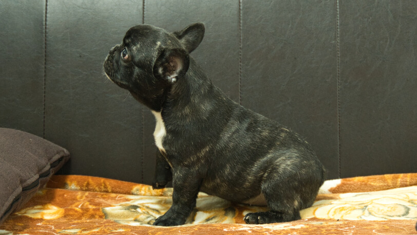 フレンチブルドッグ子犬の写真No.202604101左側面7月5日現在