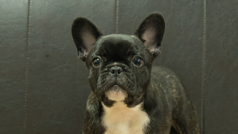 フレンチブルドッグ子犬の写真No.202604101正面7月5日現在