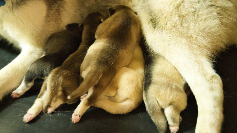 2026年7月21日生まれのシベリアンハスキーの子犬