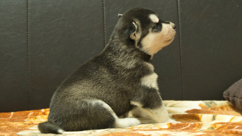 シベリアンハスキー子犬の写真No.202608211右側面8月9日現在