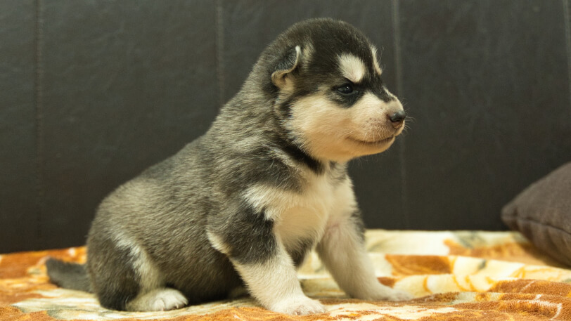 シベリアンハスキー子犬の写真No.202608211-5 8月9日現在