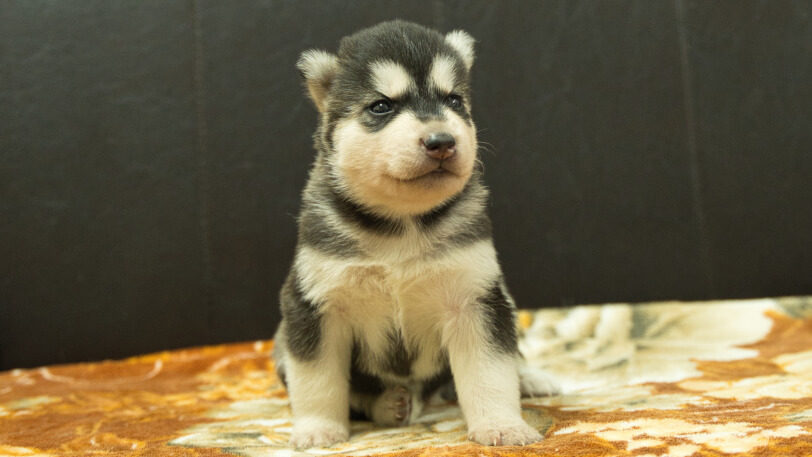 シベリアンハスキー子犬の写真No.202608211正面8月9日現在