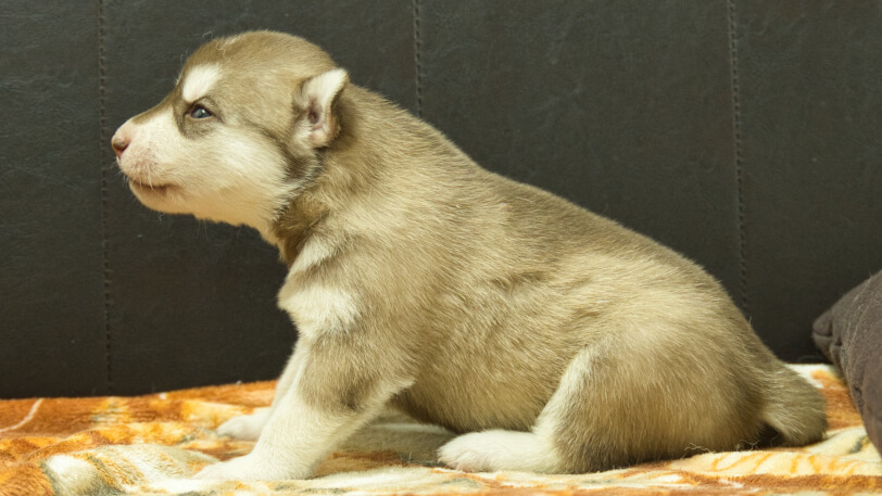シベリアンハスキー子犬の写真No.202608215左側面8月9日現在
