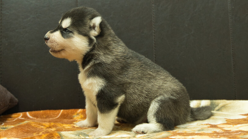 シベリアンハスキー子犬の写真No.202608211左側面8月9日現在