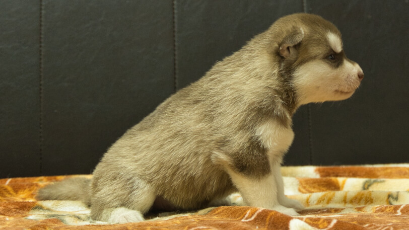 シベリアンハスキー子犬の写真No.202608212右側面8月9日現在