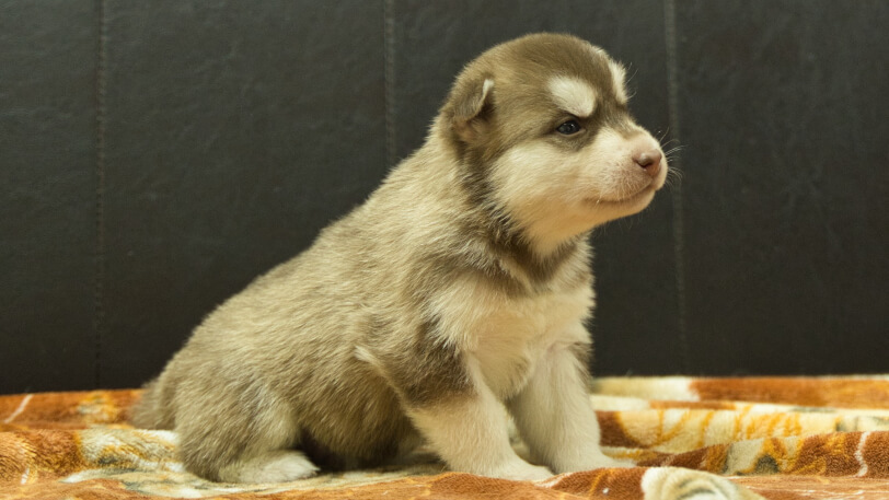 シベリアンハスキー子犬の写真No.202608212-5 8月9日現在