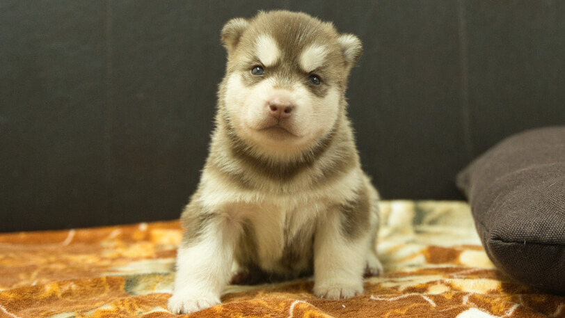 シベリアンハスキー子犬の写真No.202608212正面8月9日現在
