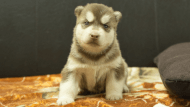 シベリアンハスキー子犬の写真No.202608212正面8月9日現在
