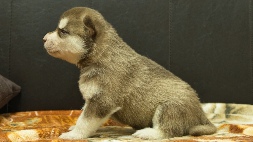 シベリアンハスキー子犬の写真No.202608212左側面8月9日現在