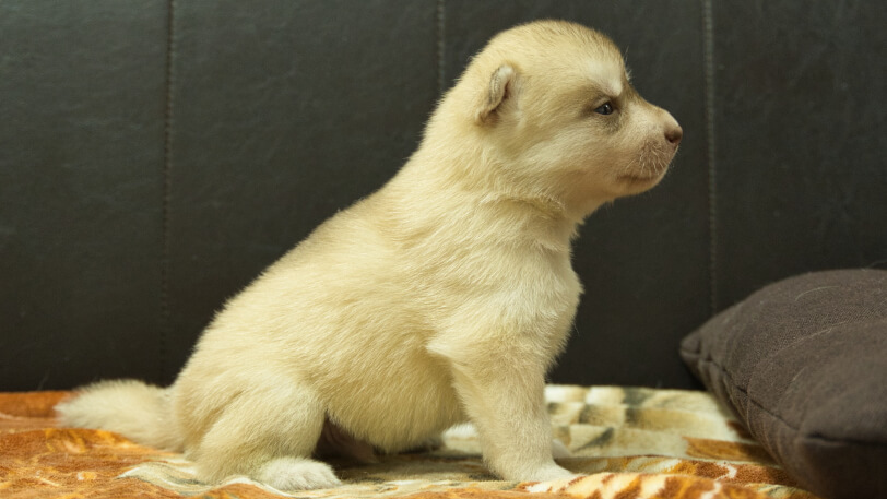シベリアンハスキー子犬の写真No.202608212右側面8月9日現在