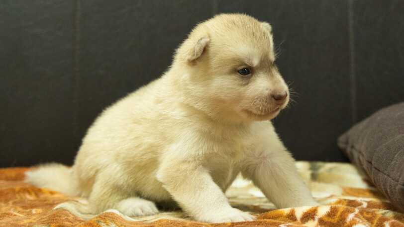 シベリアンハスキー子犬の写真No.202608213-5 8月9日現在