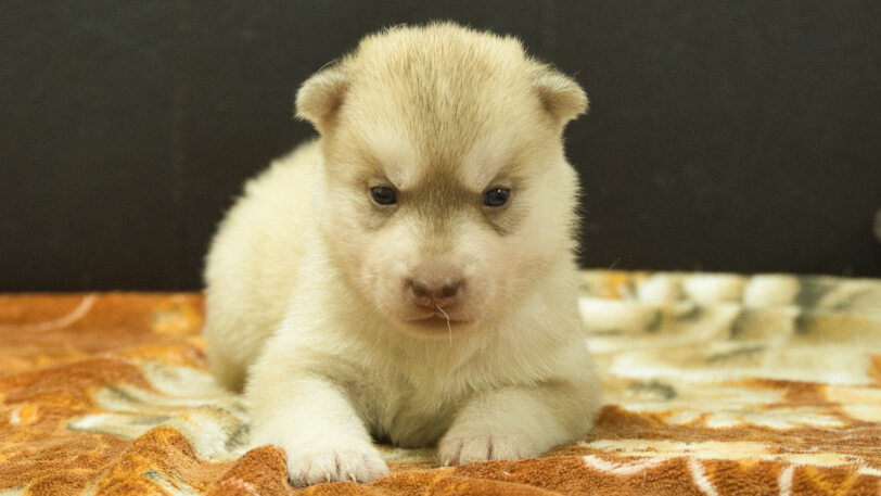 シベリアンハスキー子犬の写真No.202608212正面8月9日現在