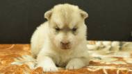 シベリアンハスキー子犬の写真No.202608213正面8月9日現在