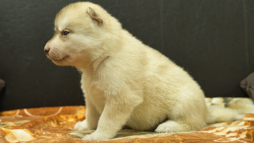 シベリアンハスキー子犬の写真No.202608212左側面8月9日現在