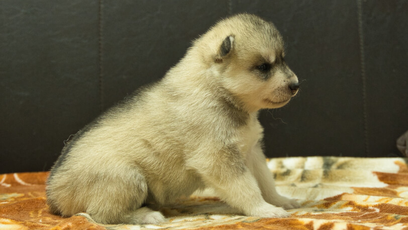 シベリアンハスキー子犬の写真No.202608214右側面8月9日現在