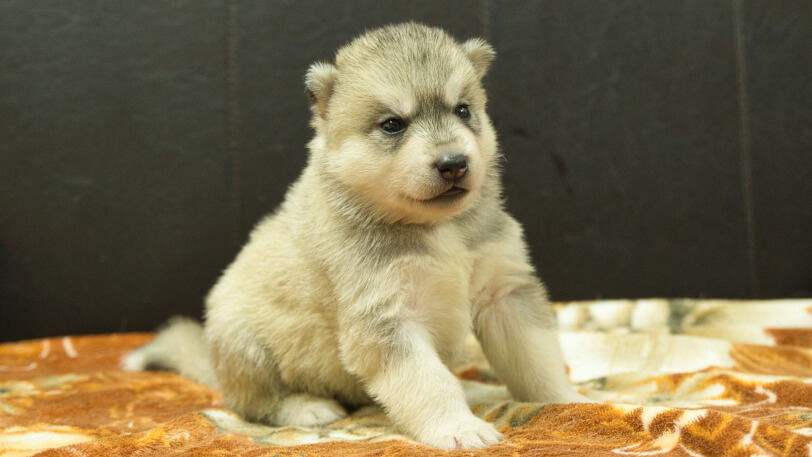 シベリアンハスキー子犬の写真No.202608214-5 8月9日現在