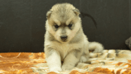 シベリアンハスキー子犬の写真No.202608214正面8月9日現在