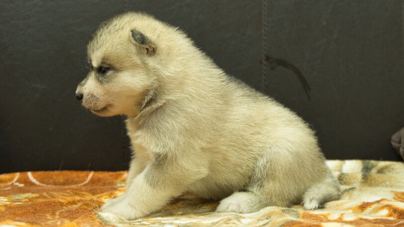 シベリアンハスキー子犬の写真No.202608214左側面8月9日現在