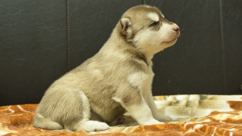シベリアンハスキー子犬の写真No.202608215右側面8月9日現在