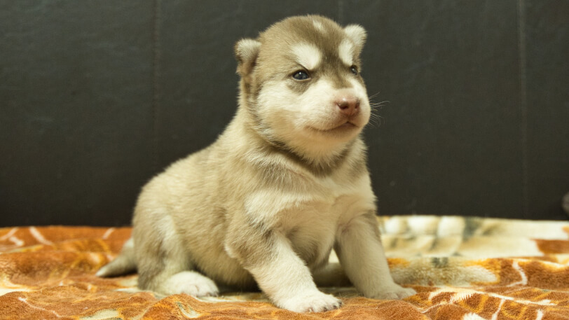 シベリアンハスキー子犬の写真No.202608215-5 8月9日現在