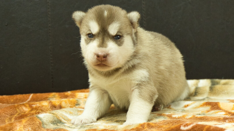 シベリアンハスキー子犬の写真No.202608215正面8月9日現在